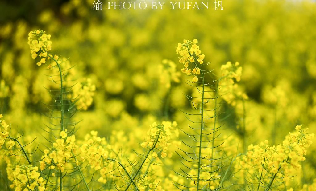 璧山轻轨最新新闻,璧山轻轨最新新闻🚇