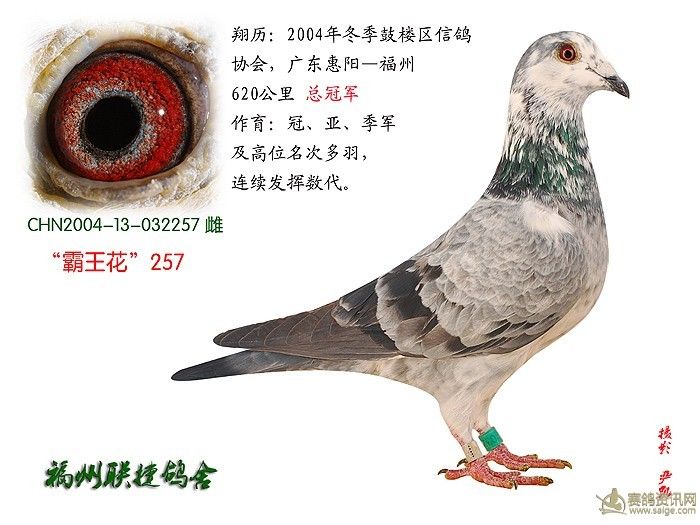 最新信鸽冠军归巢视频，步骤指南与精彩瞬间回顾