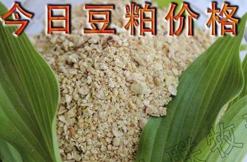 标猪最新价格行情，行情波动中的友情插曲