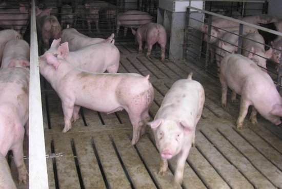 福建漳浦最新猪价动态及今日猪价信息🐖