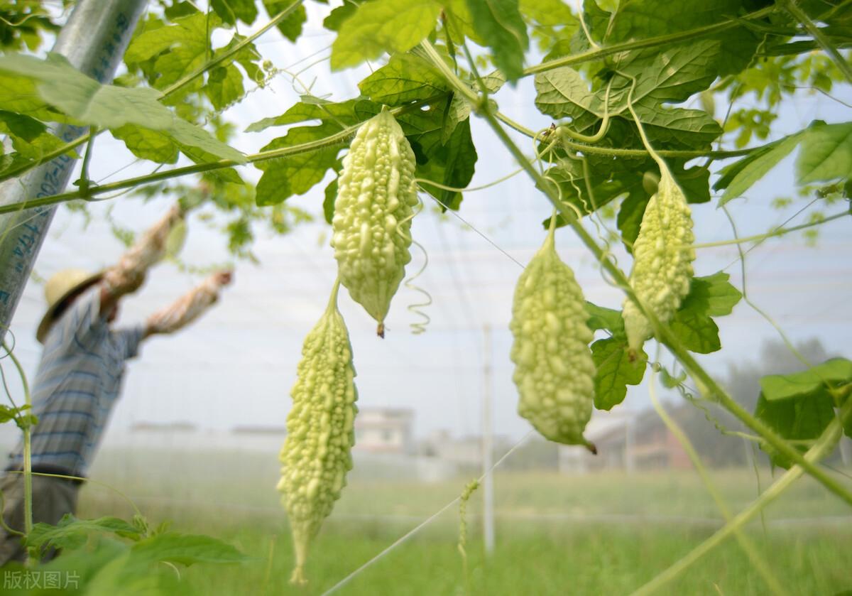 瓜实蝇最新防治策略与措施🍈🐛全面解析