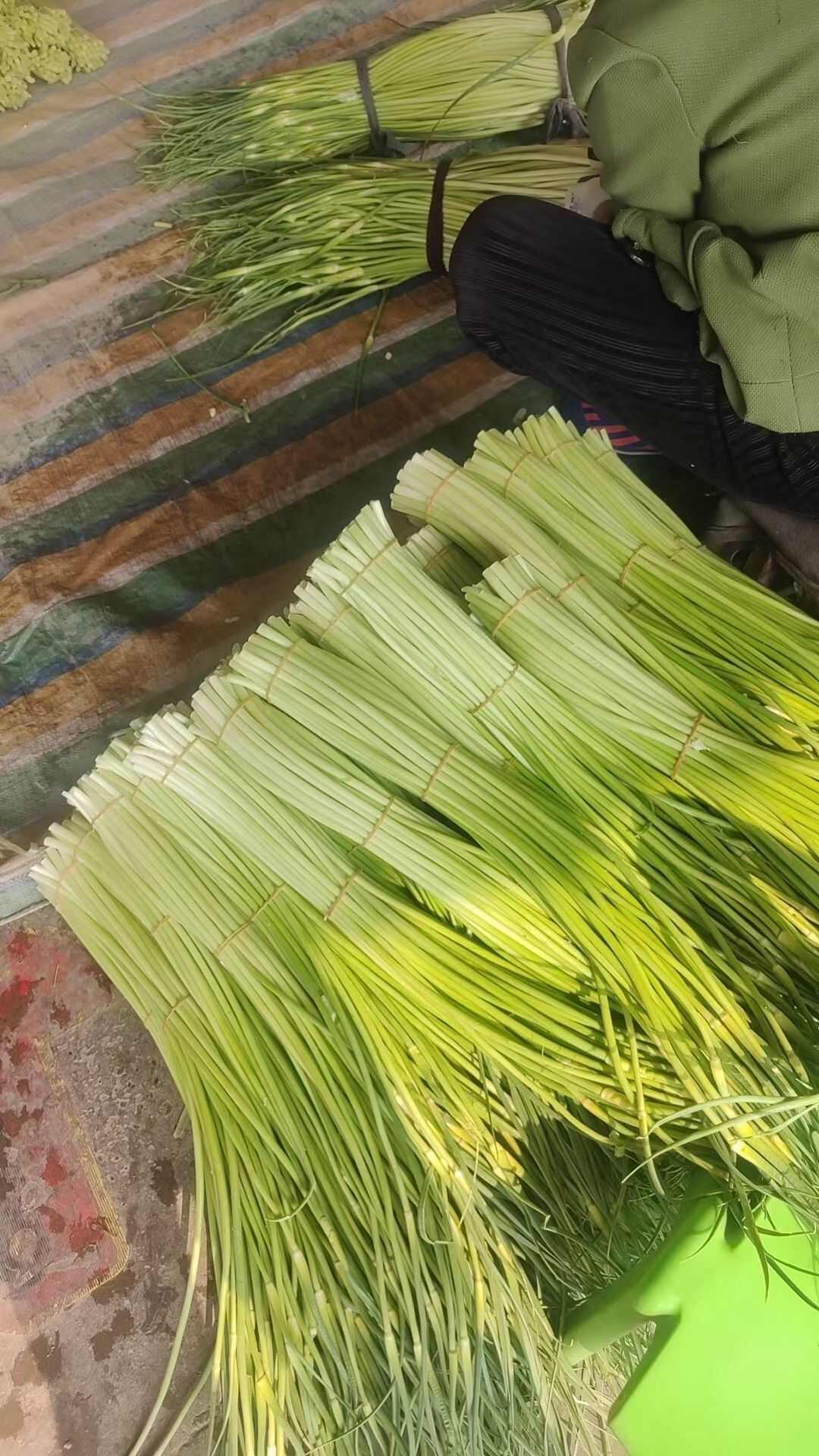 蒜薹价格行情,蒜薹价格行情大解析📈