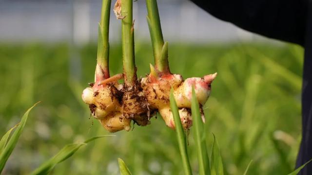 关于生姜新鲜季节的科普，仔姜上市时间解析