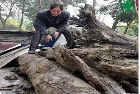 阴沉木行情,阴沉木行情，在变化与学习中铸就自信的历程