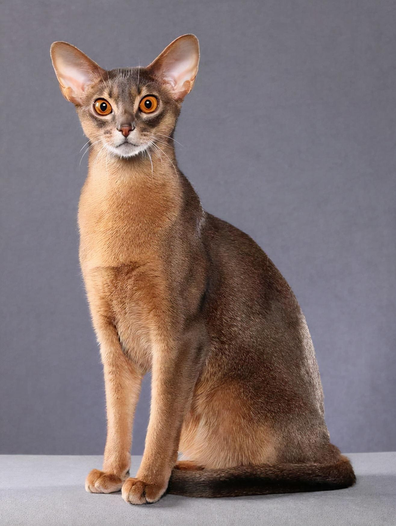 阿比西尼亚猫价格探究，市场定位与深度解析