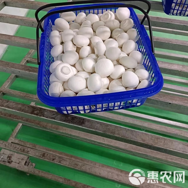 双孢菇行情，科技新品引领未来，种植新革命体验报告