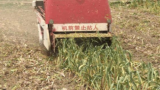 江苏邳州大蒜价格最新行情,江苏邳州大蒜价格最新行情，小巷深处的蒜香宝藏
