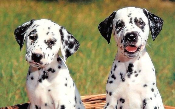 比赛犬，小巷中的荣耀之战