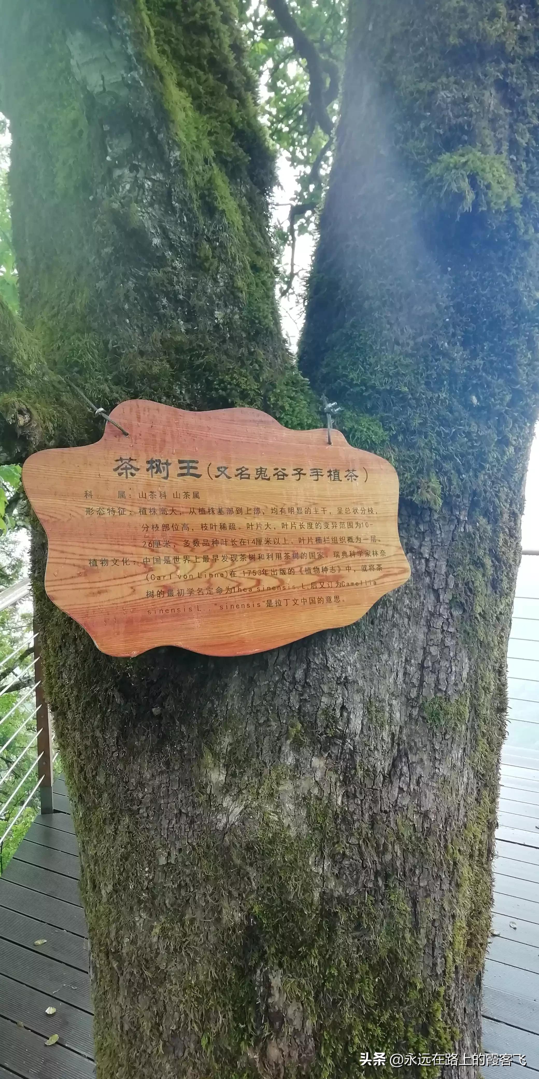 烟雨蒙蒙电视剧,烟雨蒙蒙电视剧，古典韵味与现代情感的交织
