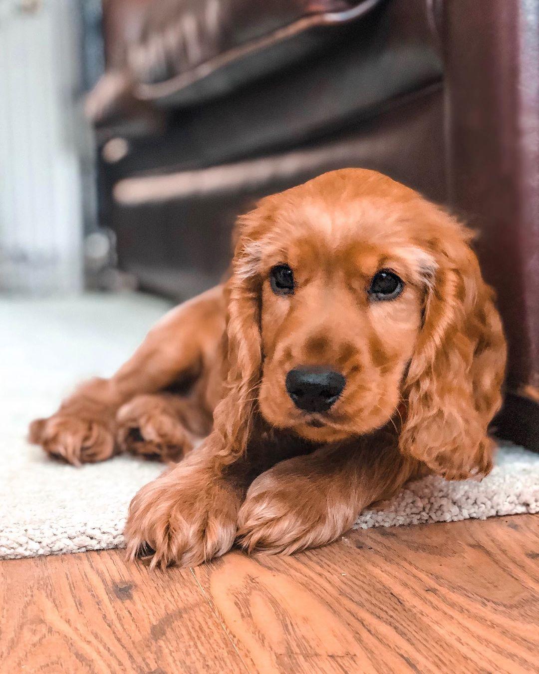可卡犬价格,可卡犬价格，小巷深处的惊喜探索