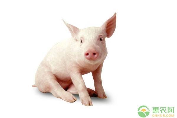 最新猪价预测,最新猪价预测，洞悉未来走势！🐖📈
