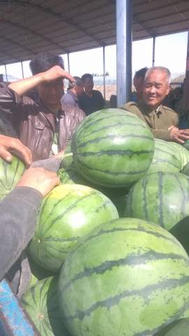 青州西瓜价格最新动态更新