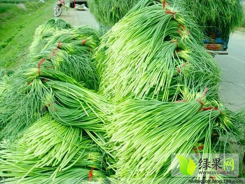 金乡蒜苔最新价格行情更新🌱🍀