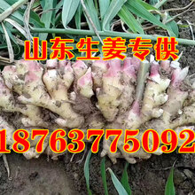 安丘今日大姜最新价格，变化中的机遇与挑战的超越旅程