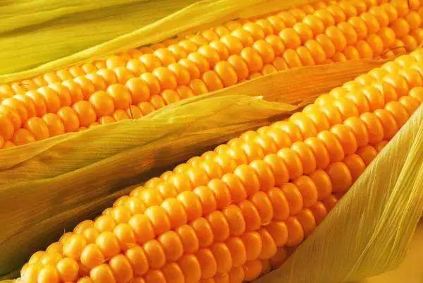玉米最新价格行情及分析概述