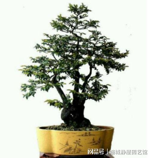 时尚与传统融合，最新黑骨茶盆景的极致展现