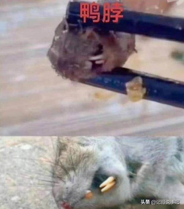 四鸭最新动态，学习变化的力量，自信成就感的旅程揭秘